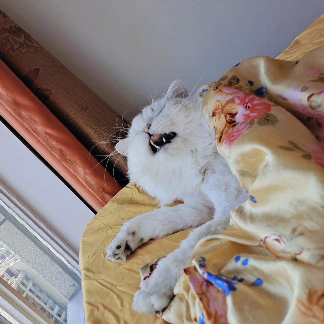 尹宁珑🐱