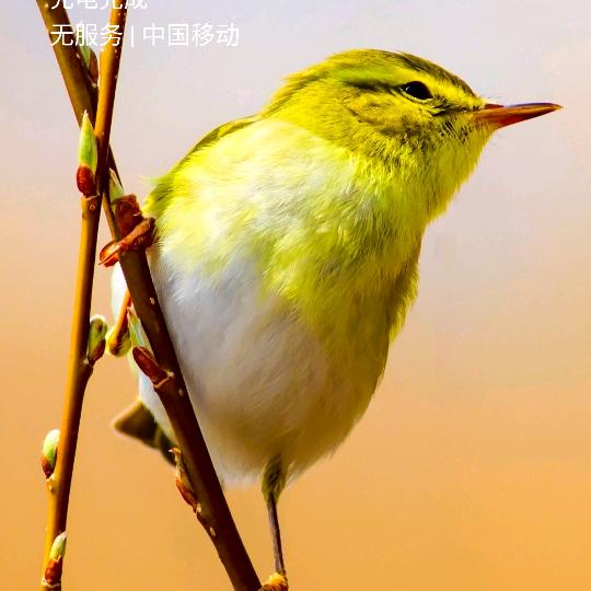 木子李@