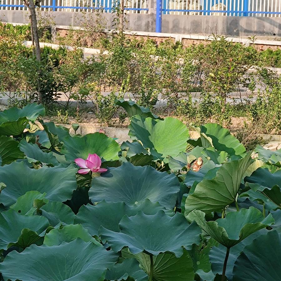 。抖擞