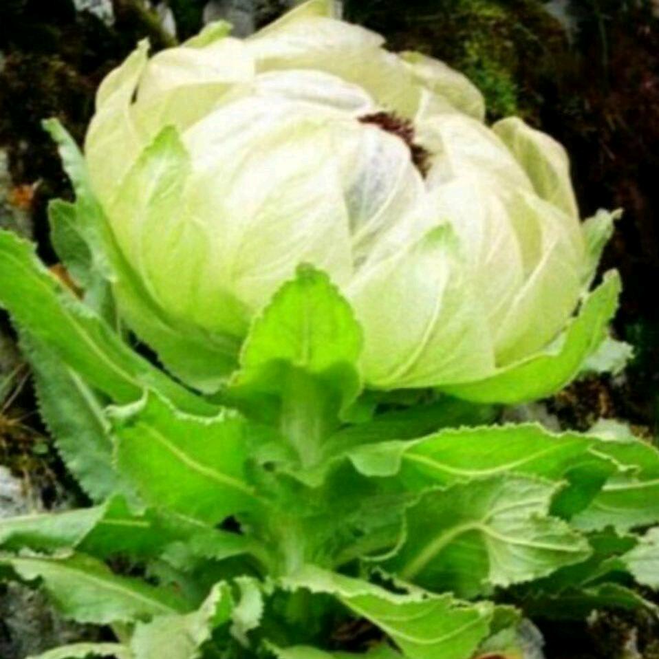 A碧玉雪莲A拒绝私聊+拒绝加微，