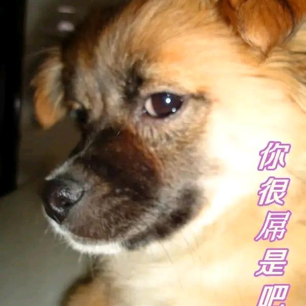 黑脸点点的幸福狗生