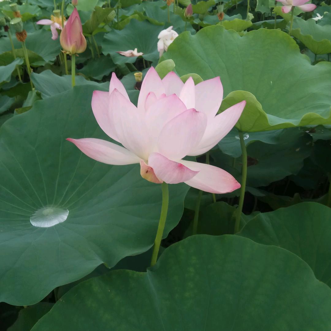 雨荷