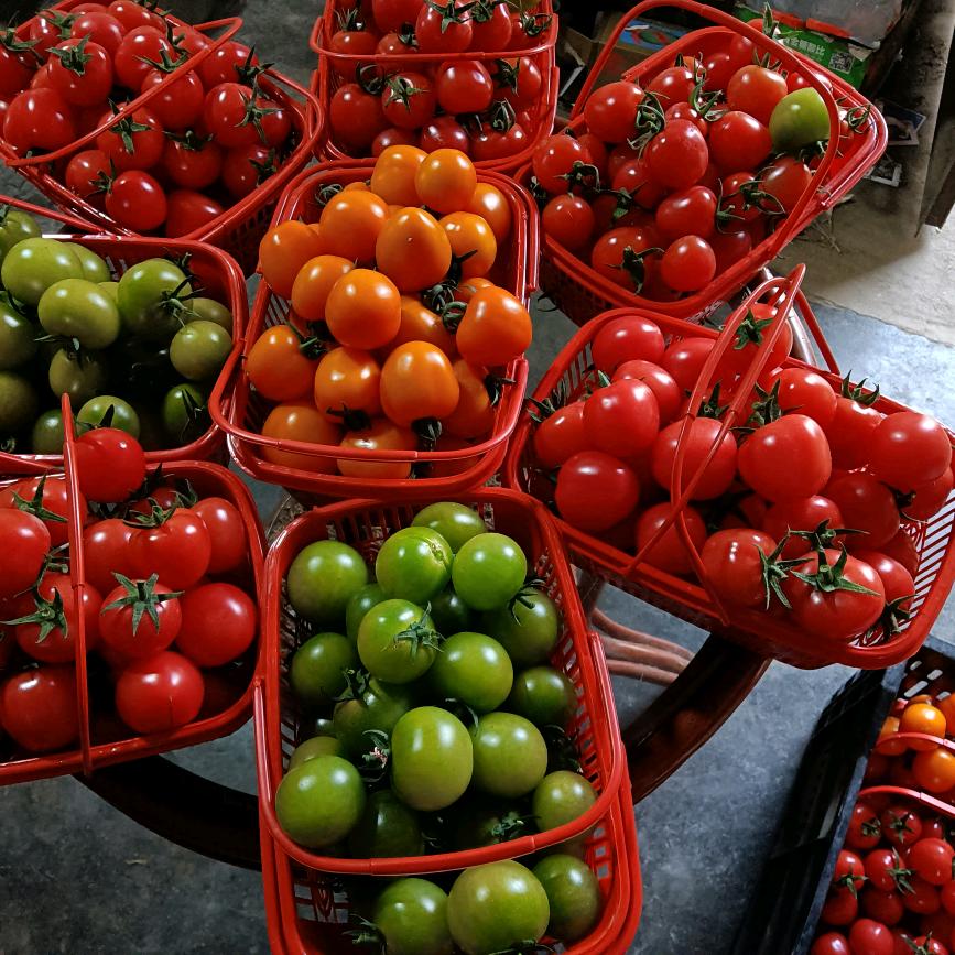 柿柿如意采摘园