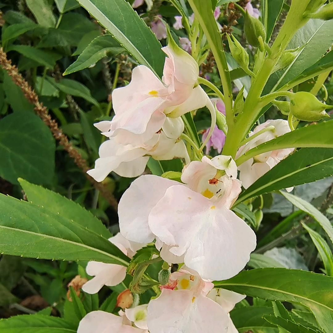 三末