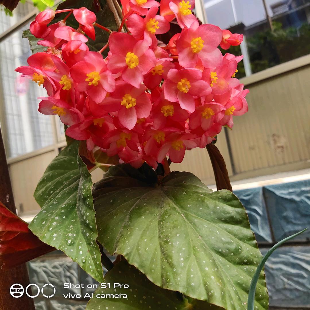 花开富贵a