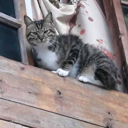 十一（张胖子的胖子）