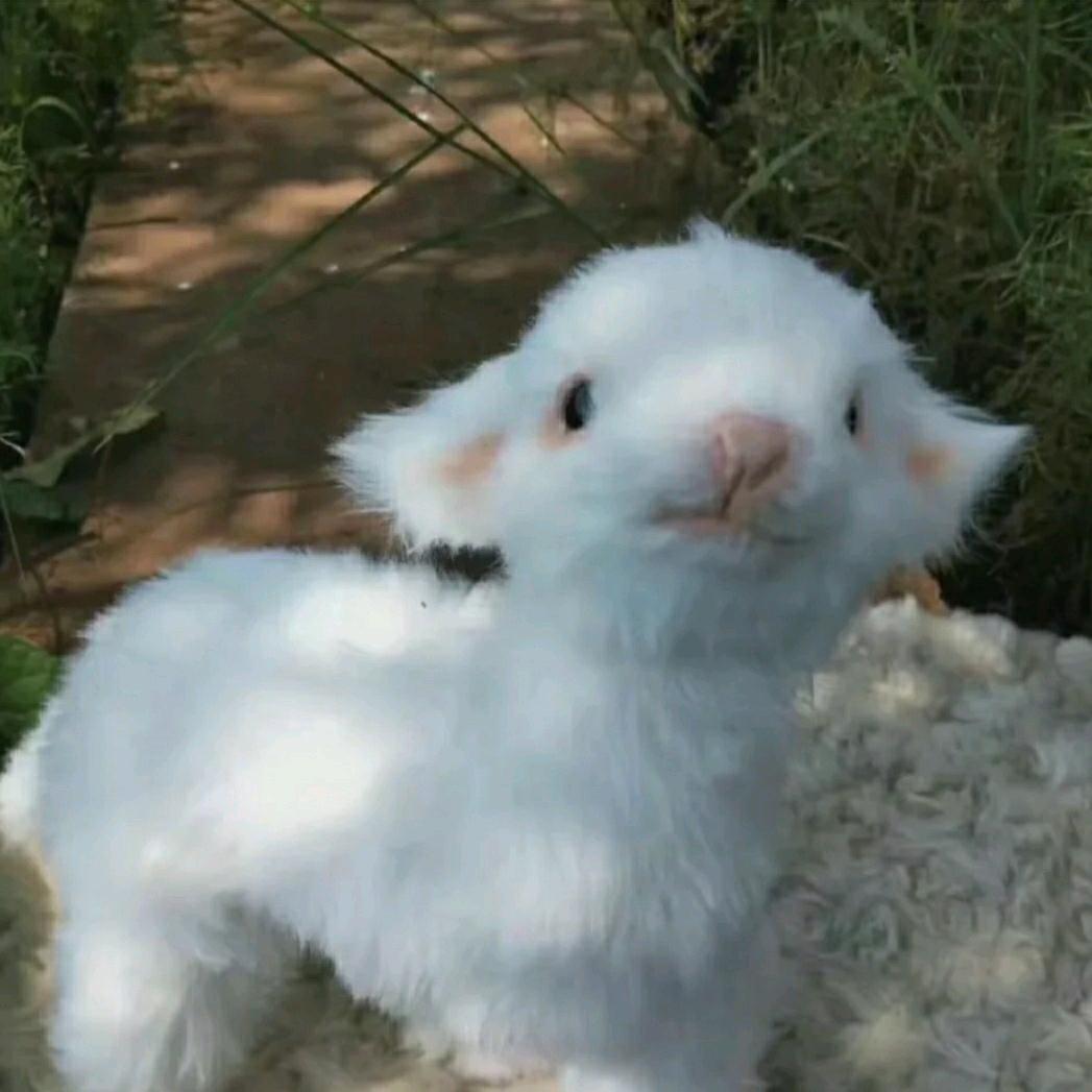 粥粥