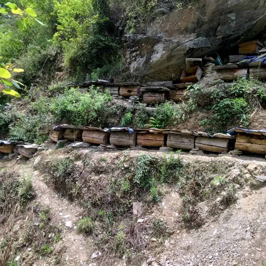 土蜂蜜哥
