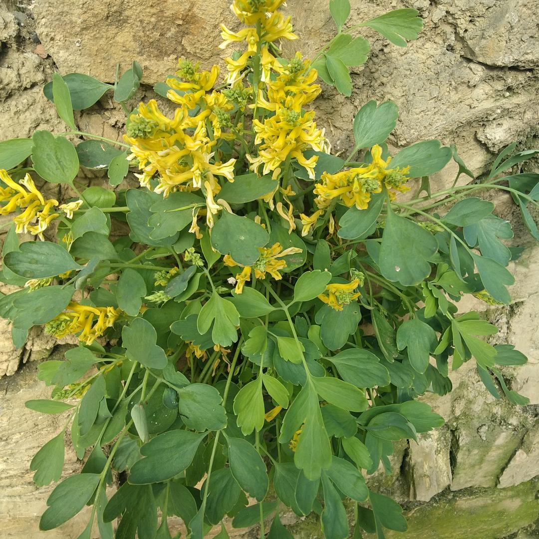 用户陶光敏7063007466041