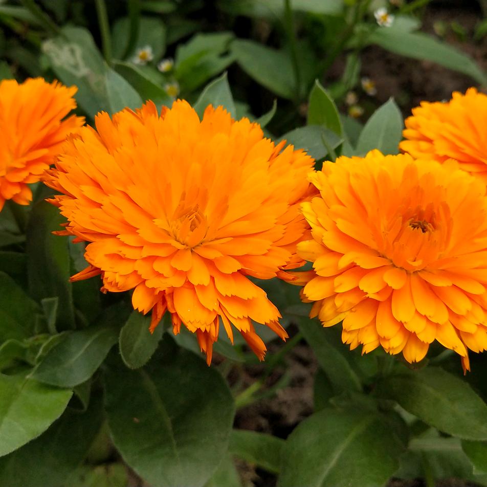 咯 给你花花
