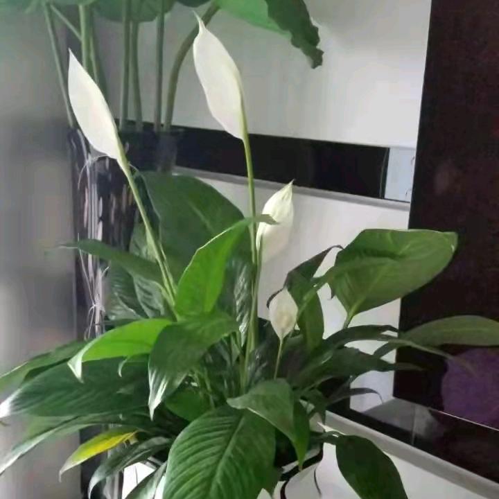 绿草快乐每一天