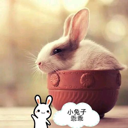 小兔子乖乖