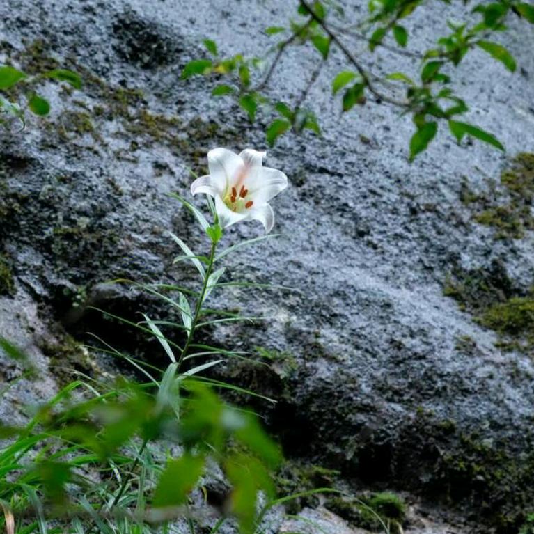 谷中百合花