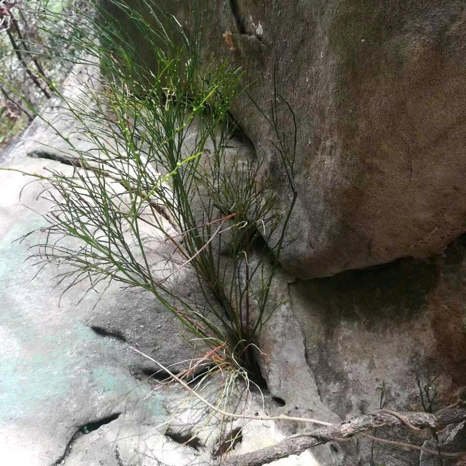 猴哥下山