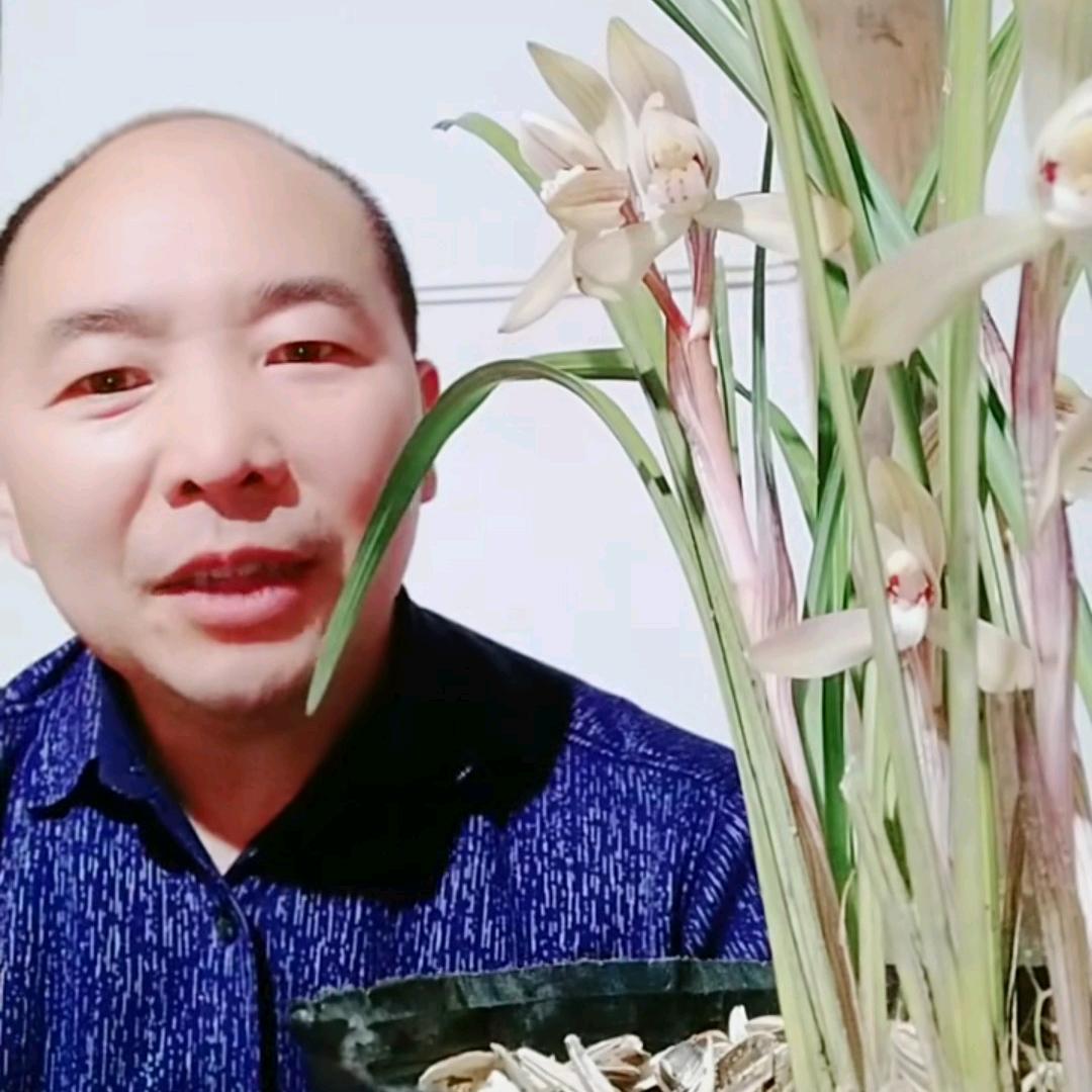 兰桩哥