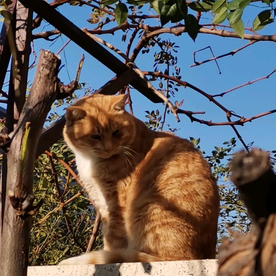晒太阳的猫