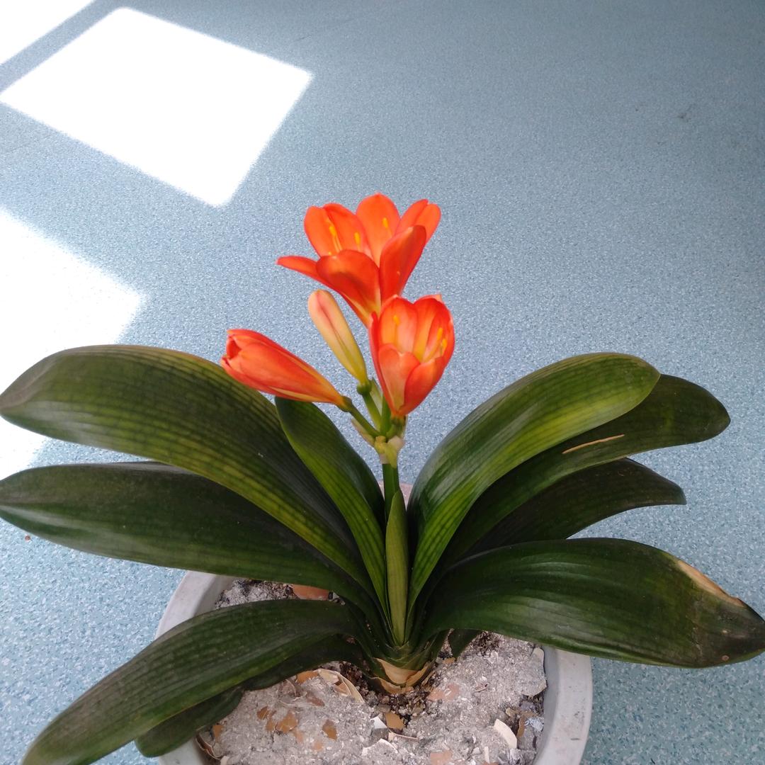 莲花重生