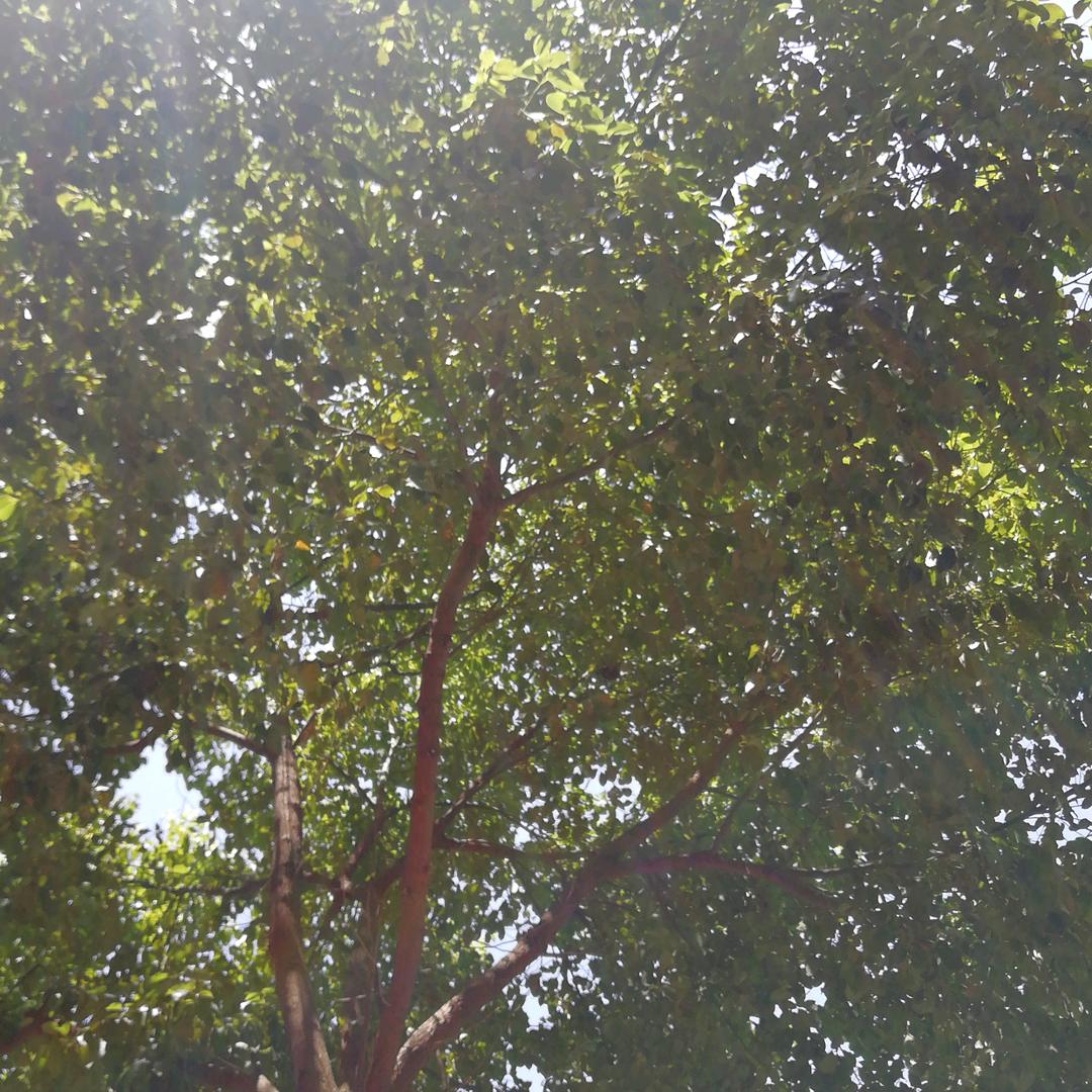 公牛装饰开关：俊发五