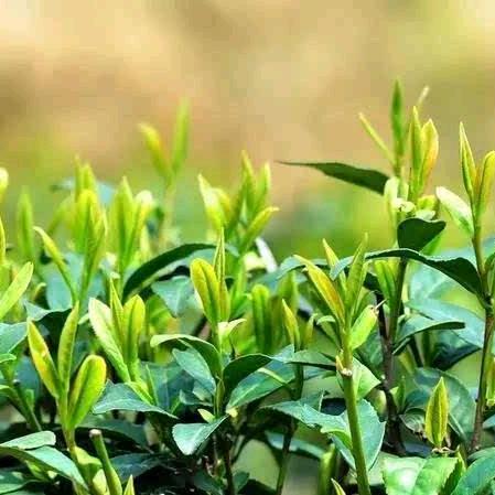 小雷茶坊