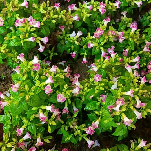 大千世界🎤（不定时开播）