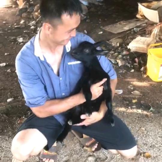 徐闻黑山羊总司令(李德运))