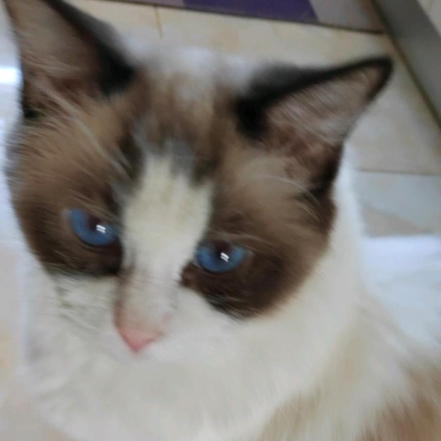 猫的主人
