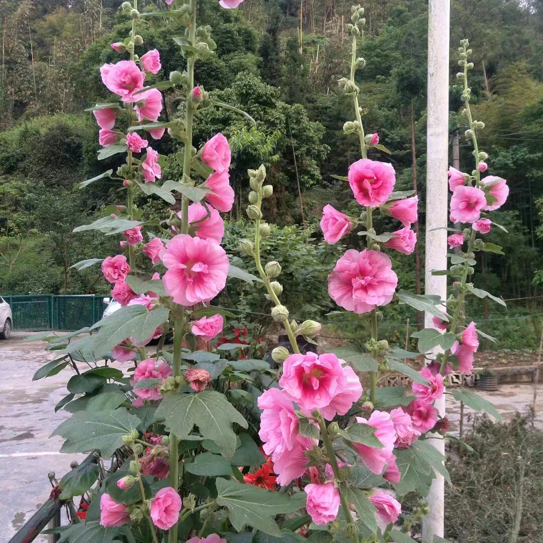 缪兰花花