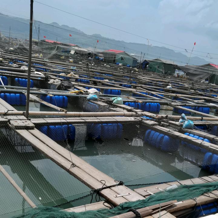 霞浦鱼人