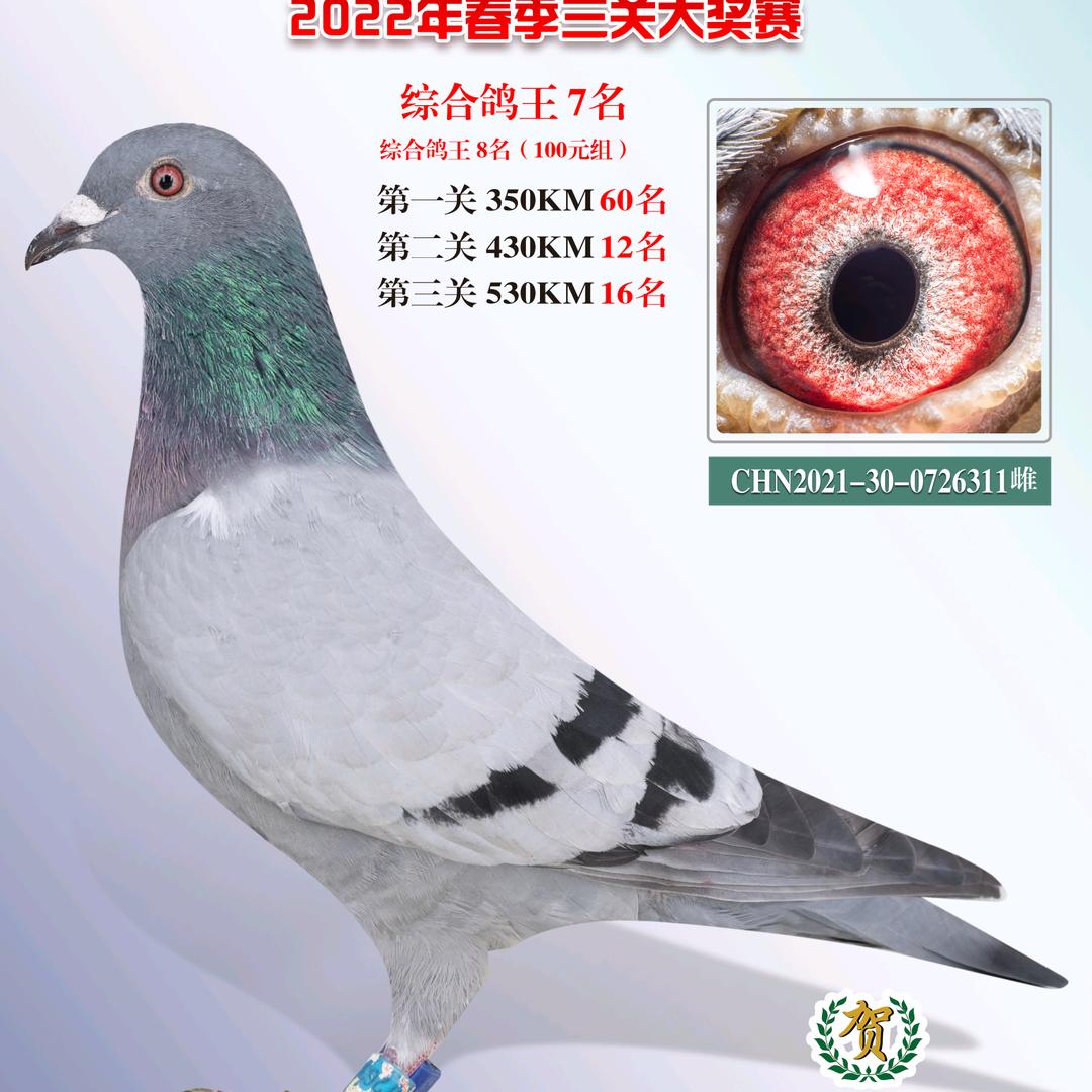 @鸿福鸽苑