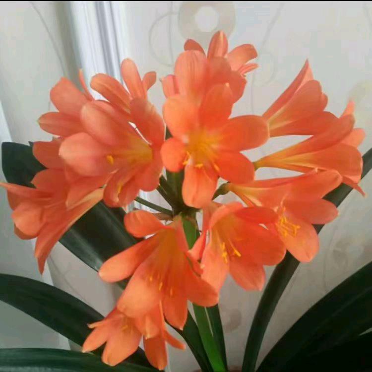 🦋꧁💞心语💞᪲꧂🦋