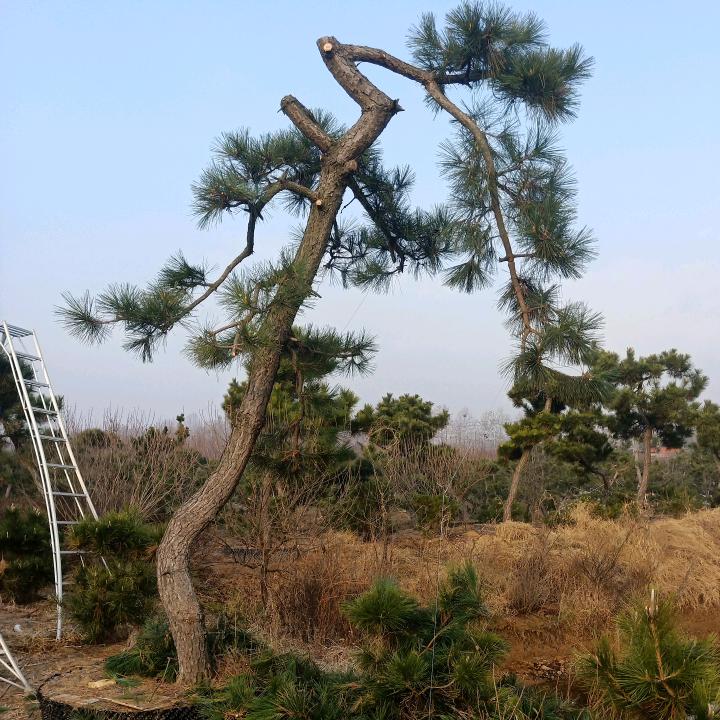 文登区景观黑松协会董以科