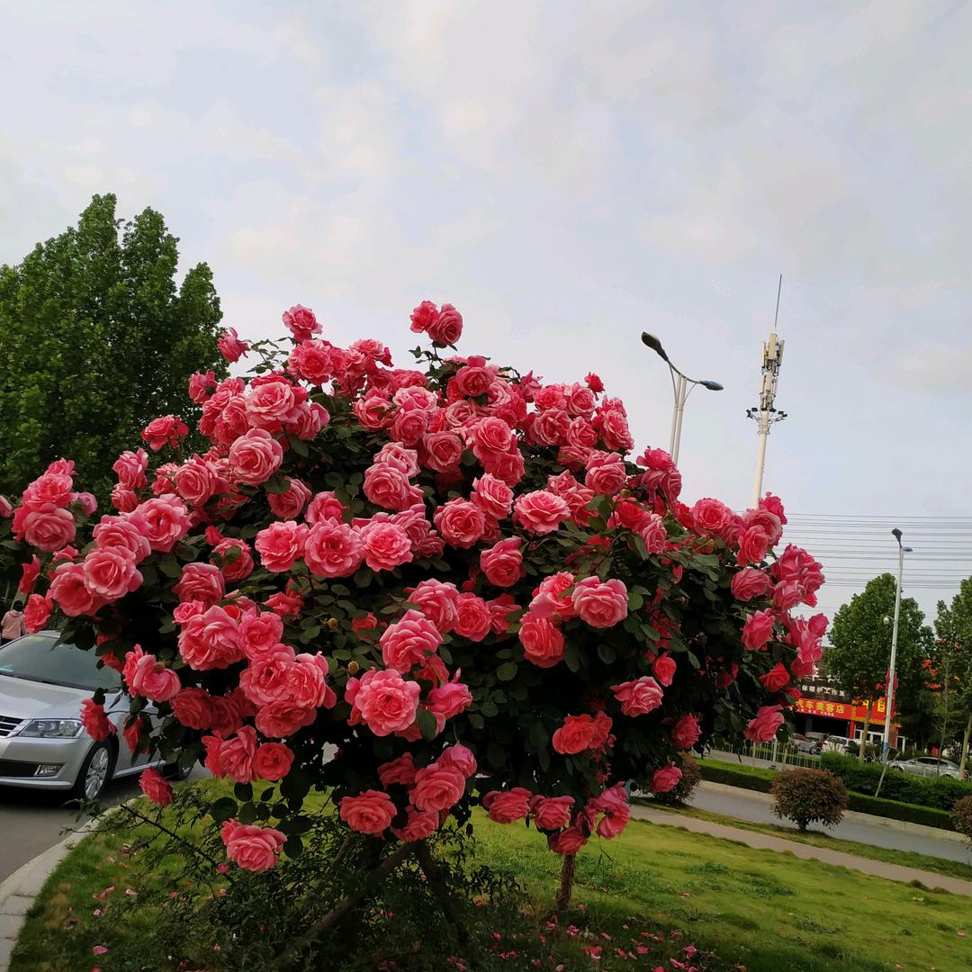春暖花开时