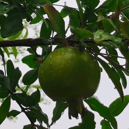 - ̗̀(๑ᵔ⌔ᵔ๑)