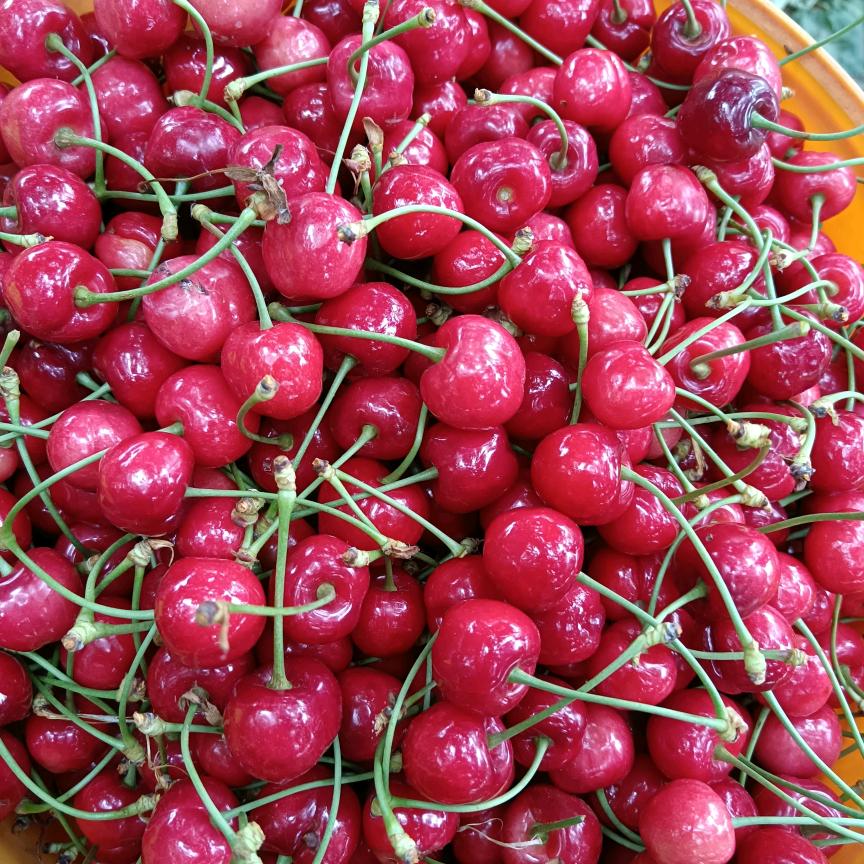 曹家陡沟散养笨鸡