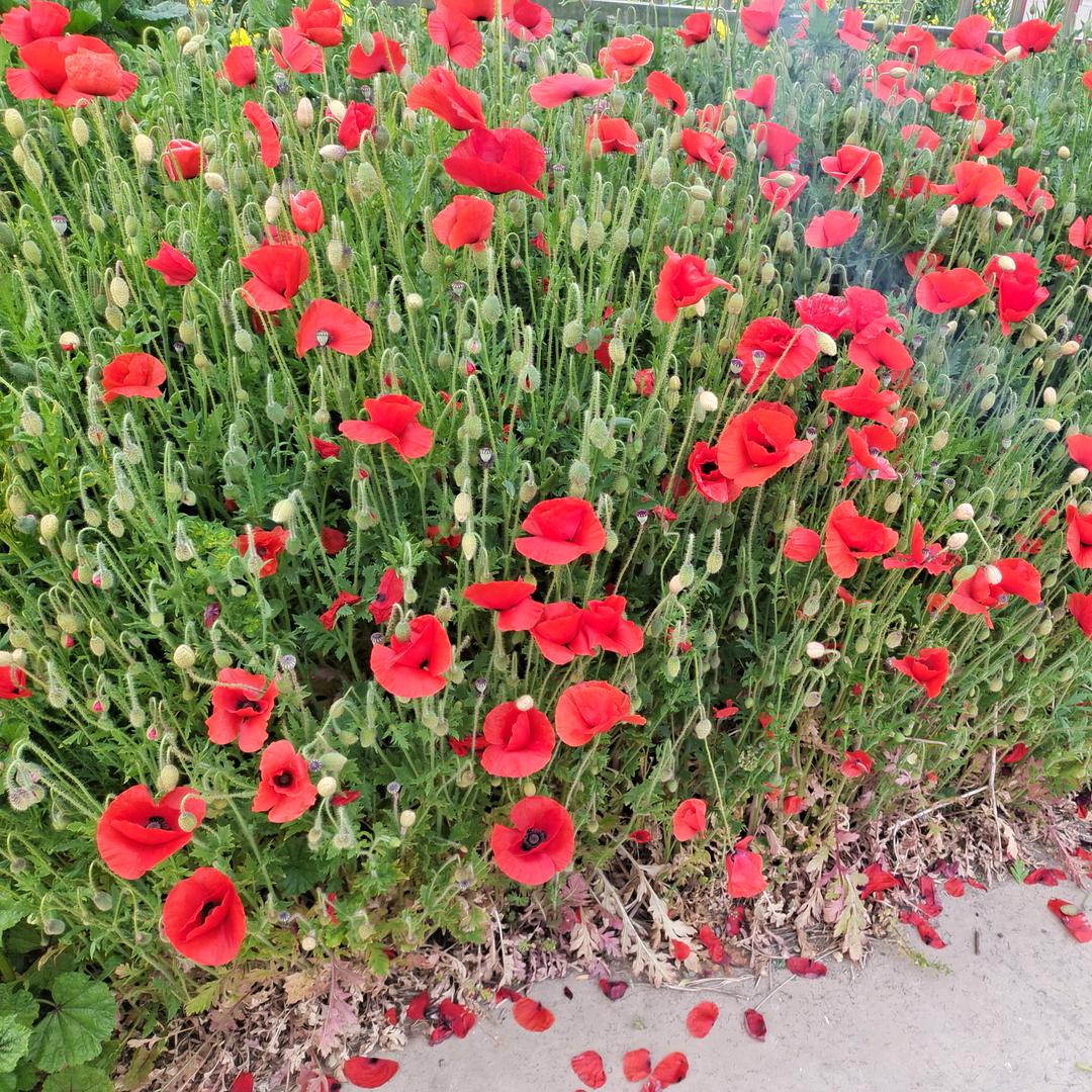 胡庄家宴哥(曹成)