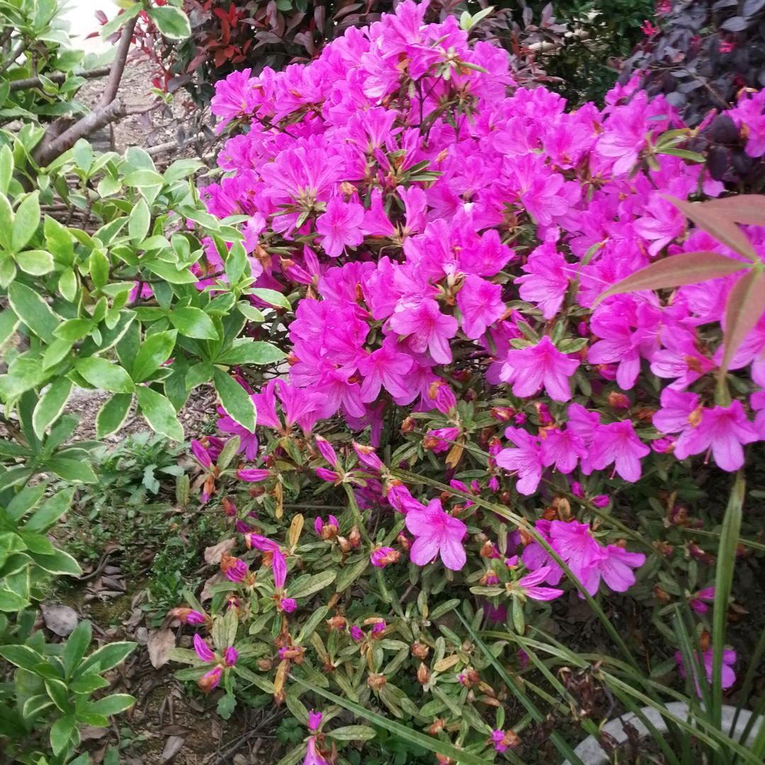 高山名兰