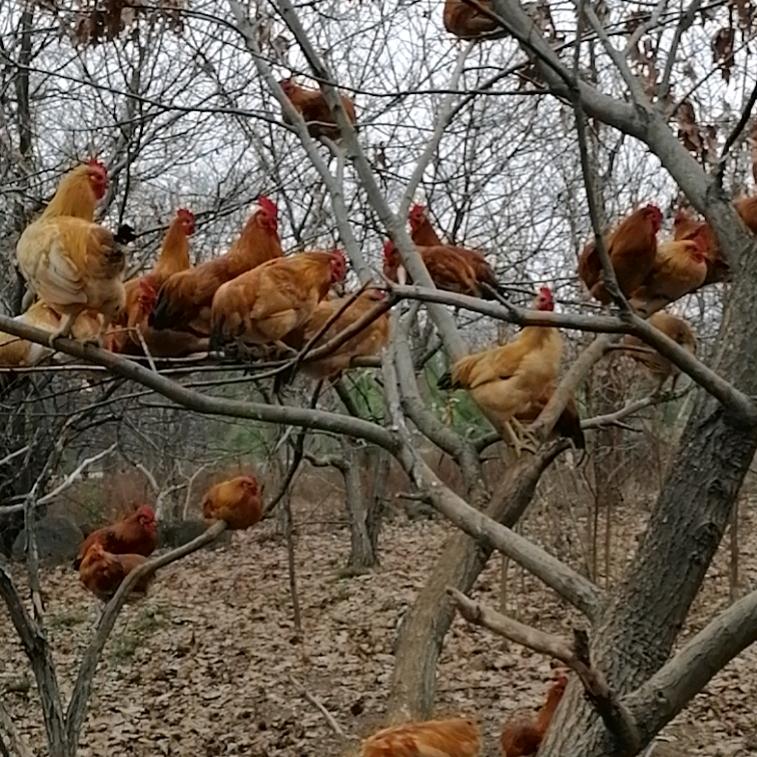 小唐散养土鸡（请勿连续点赞）