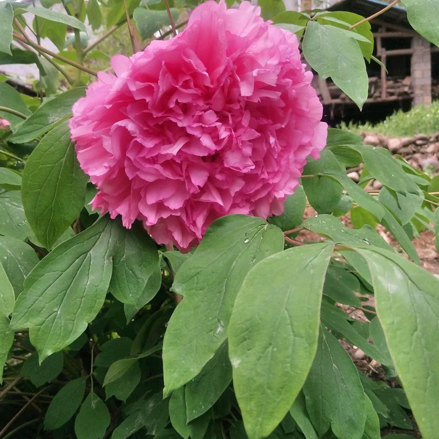 雨后的太阳