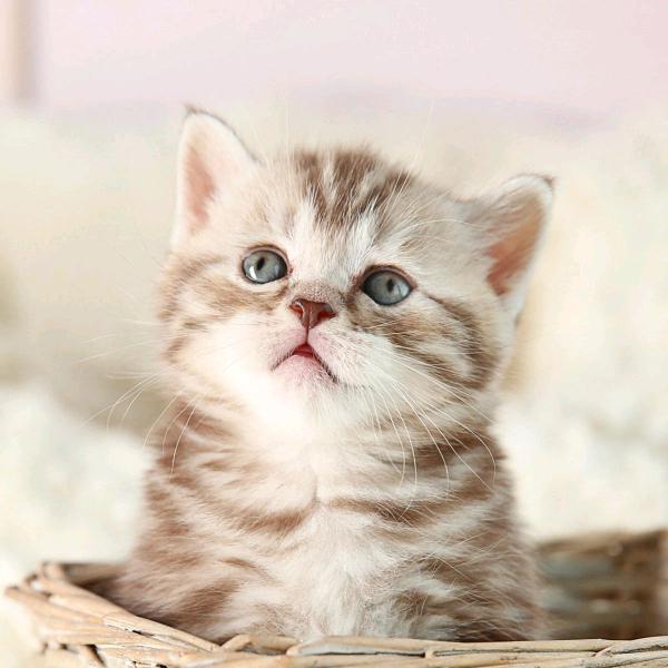 台山市汶村新窦围