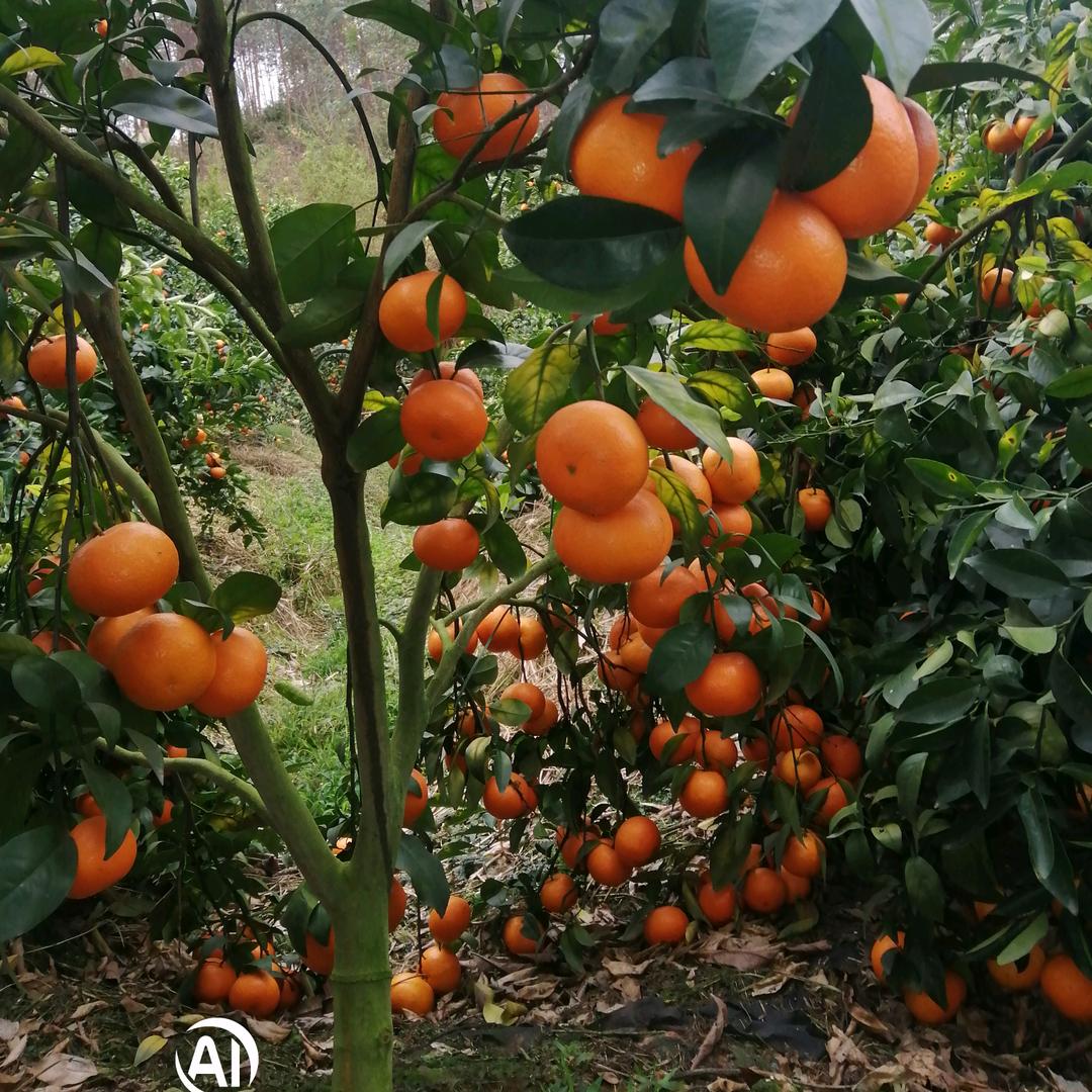 🧚‍♀️一陆有李🧚‍♂️