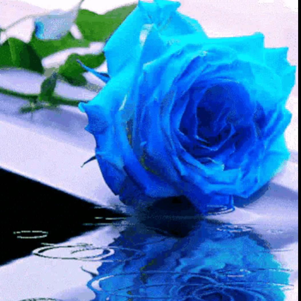 蓝玫瑰