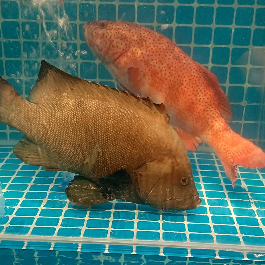 公明楼村农贸市场