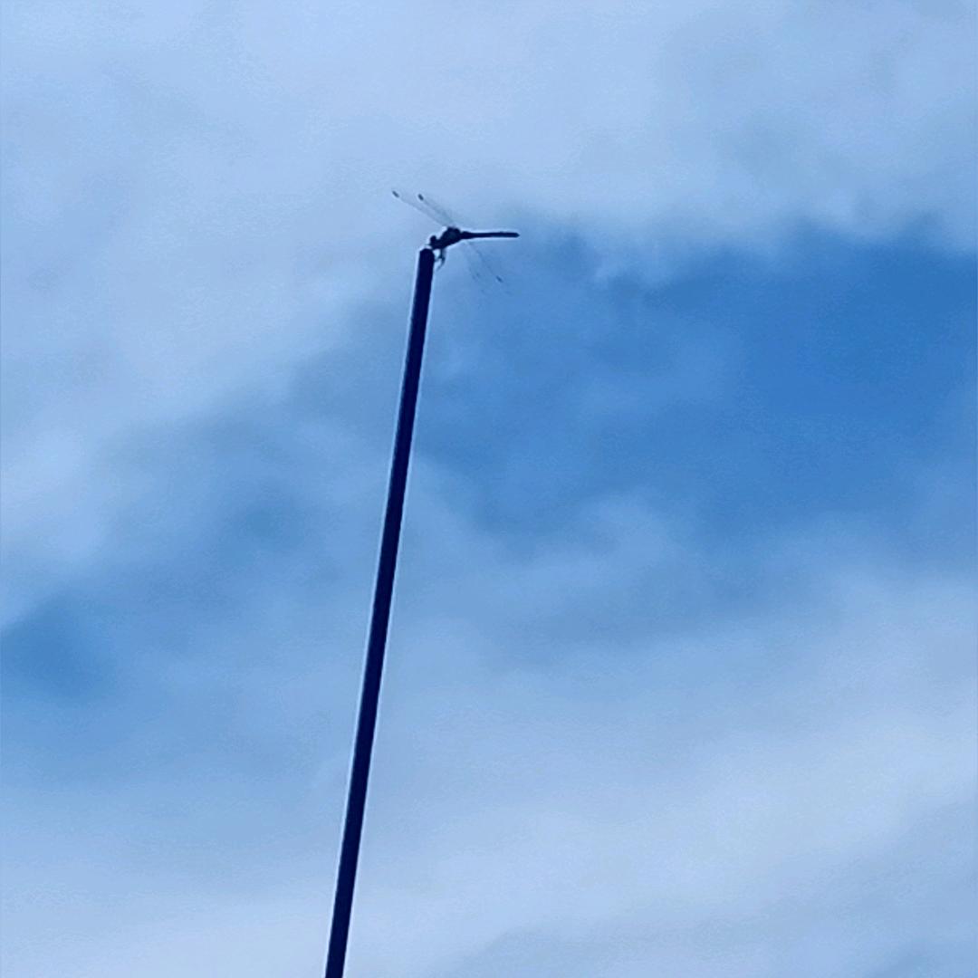 杜曼