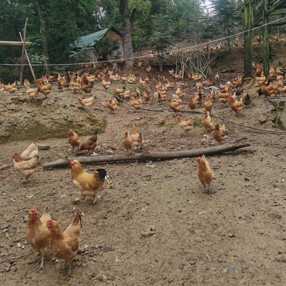 春江生态养殖场AAA