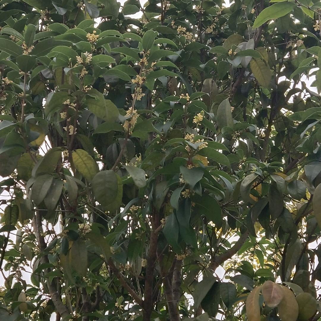 小林
