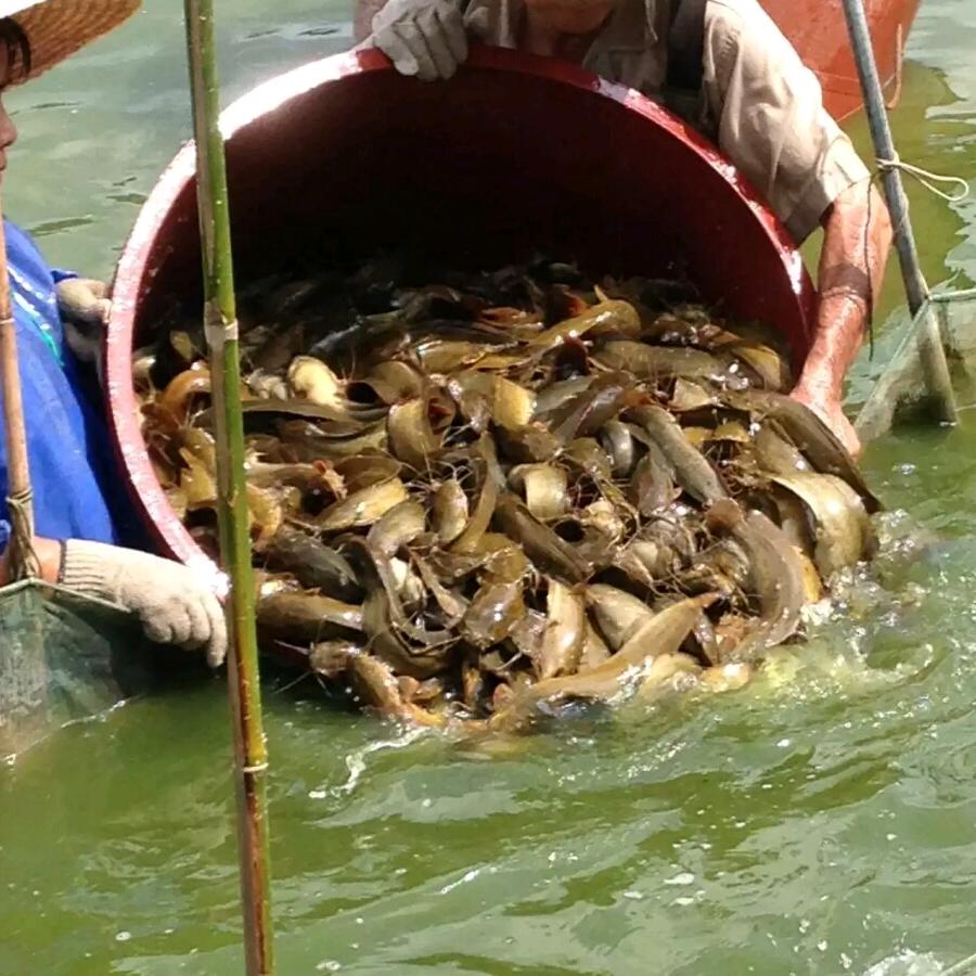 广西，玉林，塘角鱼苗孵化场
