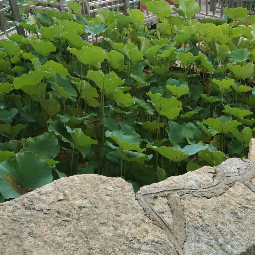 艳红