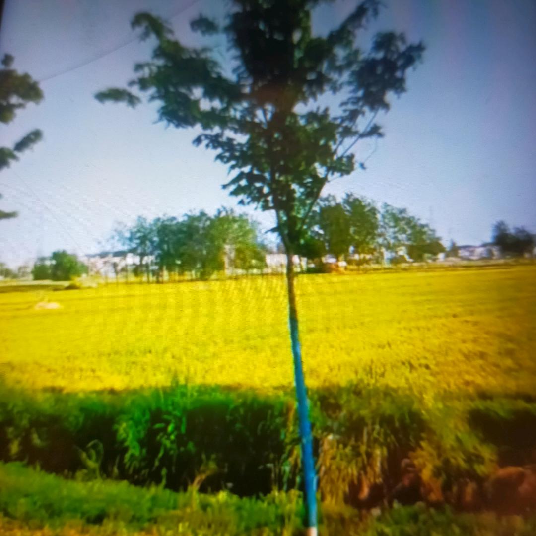 绵花