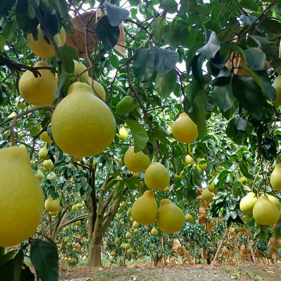 柚子张(容县沙田柚)