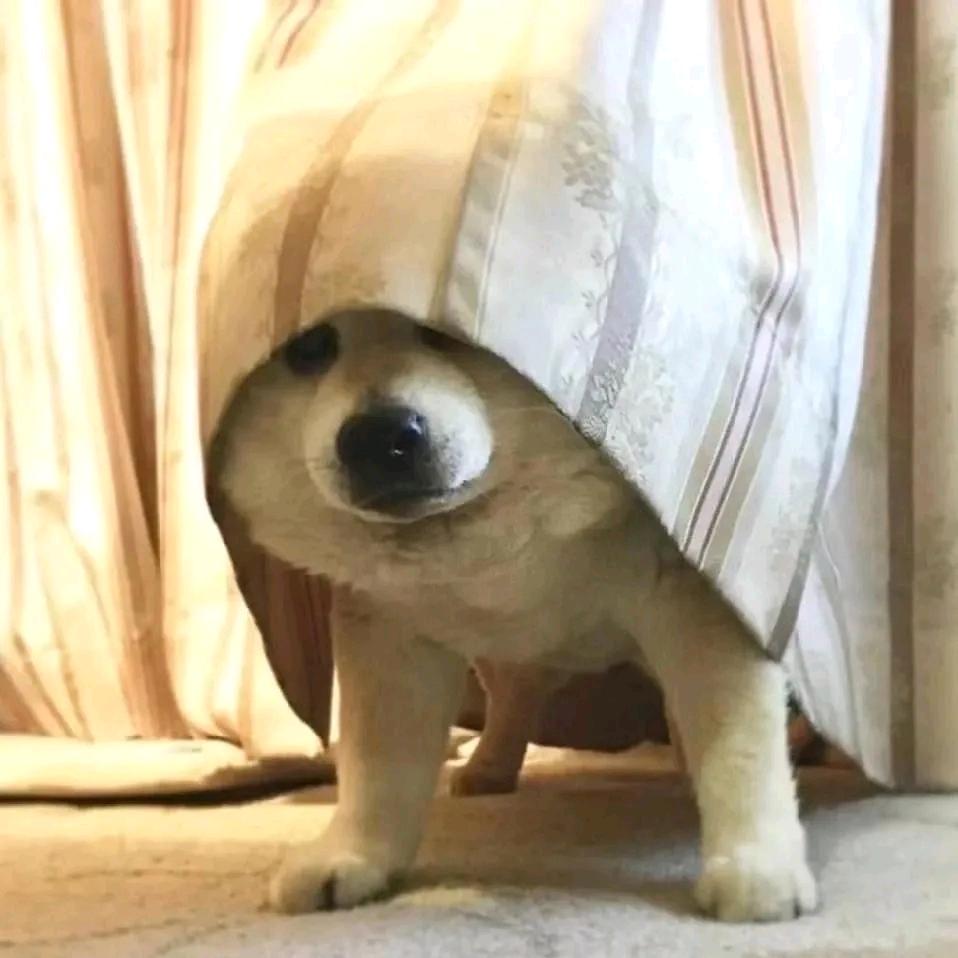 东东的旅行日记📸